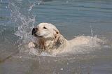 LABRADOR 1090